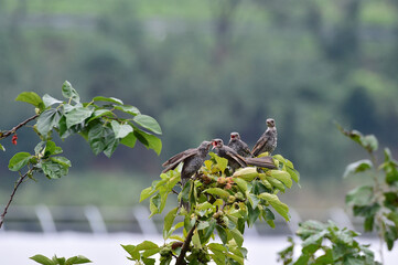 Brown-eared bulbul  in South Korea. 