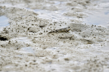 Mudcrab and mudskipper in mudflat of  Korea's west coast.