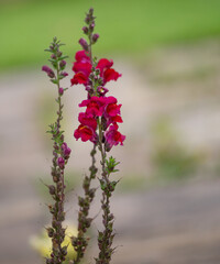 Selective focus shot of red Snapdragons growing in the field