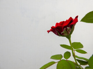 red rose on a wooden background