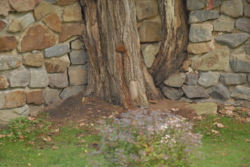 old stone wall with moss