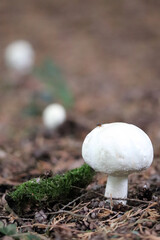 White mushrooms