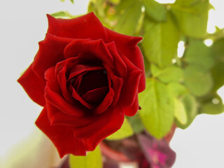 single red rose