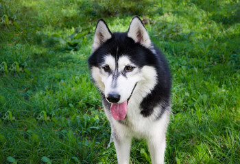 portrait of a young beautiful dog husky breed in nature.