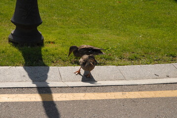 duckі in the park
