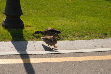 duckі in the park