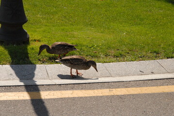 duckі in the park