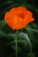 Naklejka premium Close-up of a scarlet poppy flower and a dark defocused background.