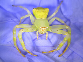 Spider. Crab spider or Flower crab spider, Thomisus onustus (Thomisidae). Close up. Macro