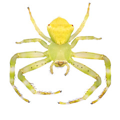 Spider. Crab spider or Flower crab spider, Thomisus onustus (Thomisidae). Close up. Isolated on a white background 