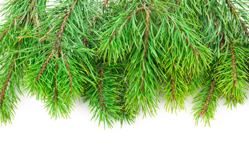 Pine branches on white background