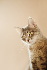 Close-up portrait of a beautiful gray cat with yellow eyes. A domestic cat sitting on the sofa and and looks at the camera. Cat in the home interior. Image for veterinary clinics, sites about cats