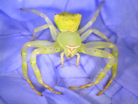 Spider. Crab spider or Flower crab spider, Thomisus onustus (Thomisidae). Close up. Macro