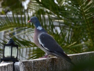 paloma posada en una barandilla de piedra blanca con un farolillo a su lado