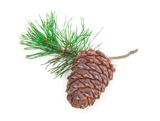 Cedar cone with branch on white