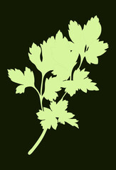 Green Parsley silhouette isolated on dark background. Vector illustration. Fresh food