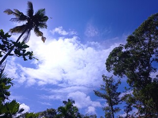 palm trees and sky