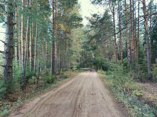 road through a forest plantation with tall pine trees