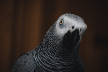 Grey Parrot Portrait
