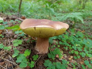 mushroom in the forest