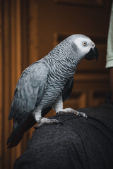 Grey Parrot Pet