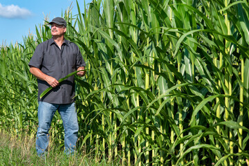 Naklejka na ściany i meble Farmer standing in rows of corn field on farm in rural country, portrait, person, man, agriculture, agricultural, business owner, 