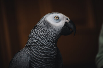 portrait of a Grey Parrot