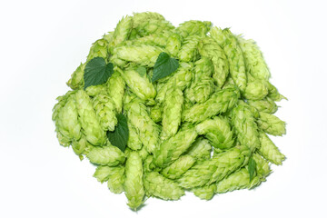 Green fresh hop cones for making beer and breadon white background close up