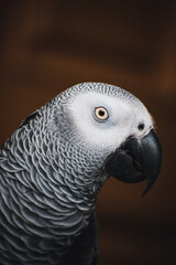 portrait of a Grey Parrot