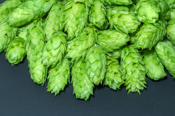 Green hops cones on black background. Freshly harvested hops flowers for beer making Green fresh...