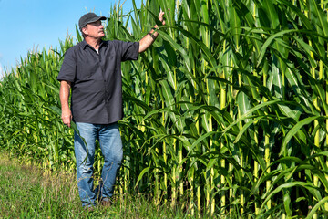 Naklejka na ściany i meble Farmer walking in corn field on farm in rural country, inspecting corn crop, portrait, person, man, agriculture, agricultural, business owner, 