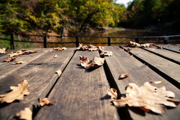 autumn background colorful foliage on wooden background