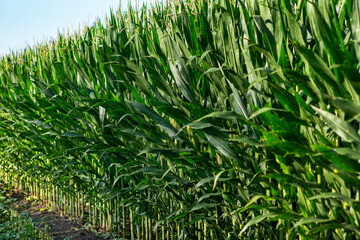 Rows of corn stalks in farm field, on the cob, ear of corn, agricultural, agriculture, harvest, midwest, farming, husks, 