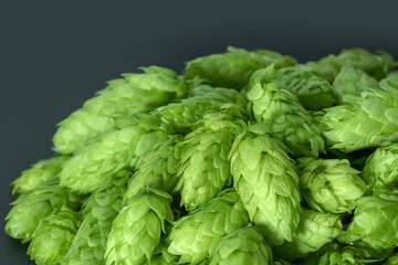 Fototapeta na wymiar Green hops cones on black background. Freshly harvested hops flowers for beer making Green fresh hops cones