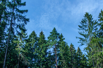 daytime sunny summer green forest