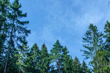 daytime sunny summer green forest