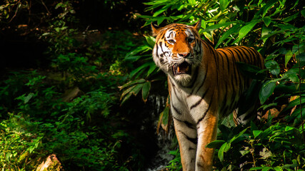 tiger in the jungle