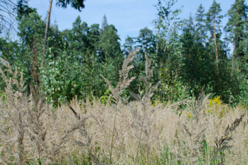 daytime sunny summer green forest