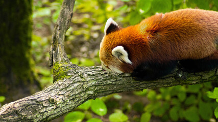 red panda in the forest