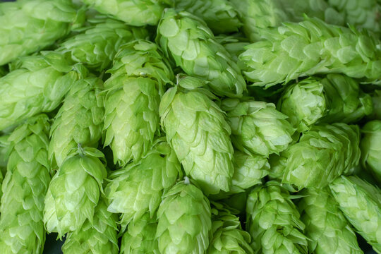 Fresh green hops cone. Background. macro.