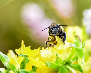 Various bees in their natural and beautiful environment.  All taken with a macro lens and most in the morning or after a rain.  