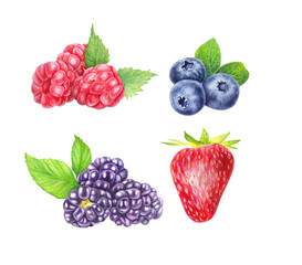 Set of wild berries isolated on white background. Blueberry, blackberry, raspberry and strawberry. Close up view. Hand drawn illustration Watercolor illustration. Realistic botanical art.