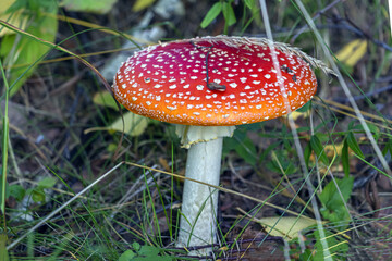 Fly Agaric or fly Amanita mushroom, Amanita muscaria in forest meadow