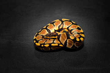Königspython (python regius) wildfarben auf dunklem Hintergrund isoliert