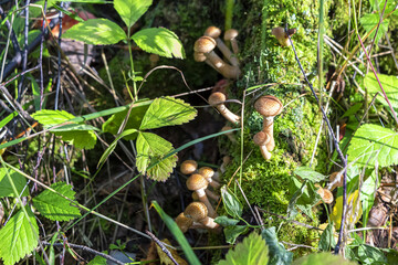 Armillaria mushrooms grow on tree stump in the forest on sunny day