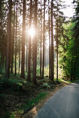 Naklejka premium Sonnenstrahlen durch einen Baum