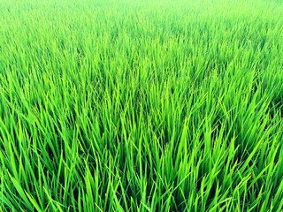 Green Paddy Field in Borneo 