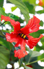 Bumblebee collecting pollen at Hawaiian hibiscus flower. Bumblebee flying over the red flower in blur background.