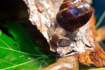 Large snails crawling along the bark of a tree. Burgudian, grape or Roman edible snail from the Helicidae family.