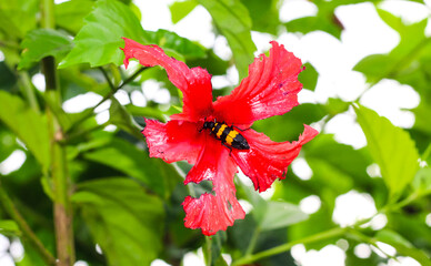 Bumblebee collecting pollen at Hawaiian hibiscus flower. Bumblebee flying over the red flower in blur background.